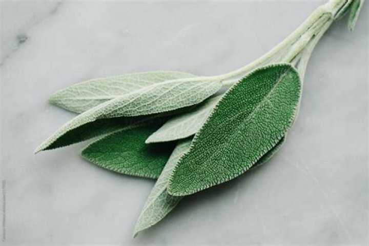 Is a sprig of sage one leaf?
