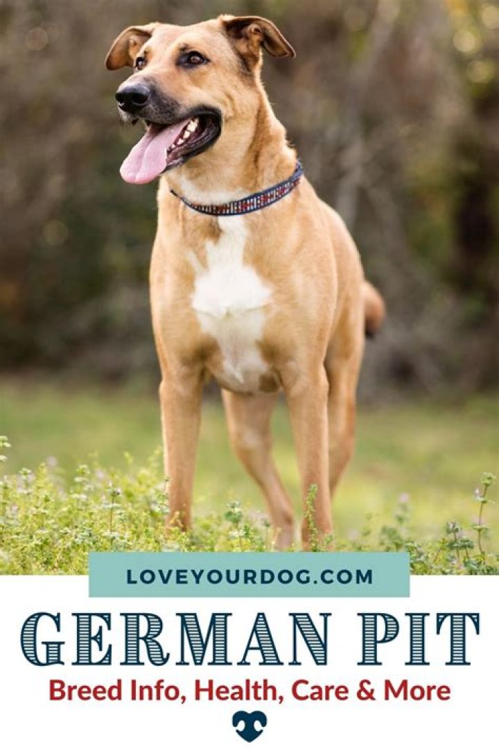 Is German shepherd pitbull mix good?