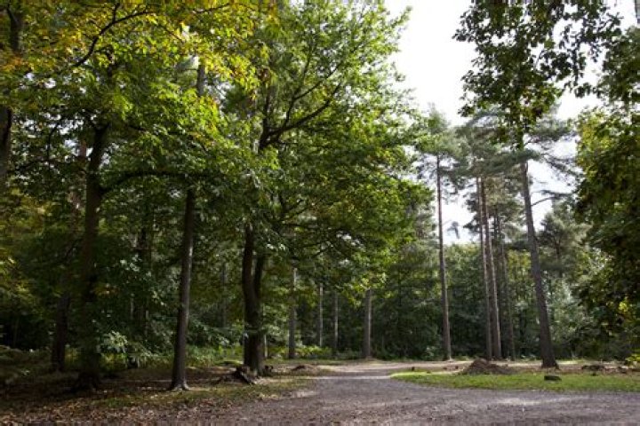 Is Hemsted Forest Open?