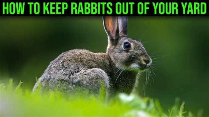 Is it illegal to kill rabbits in your yard Illinois?