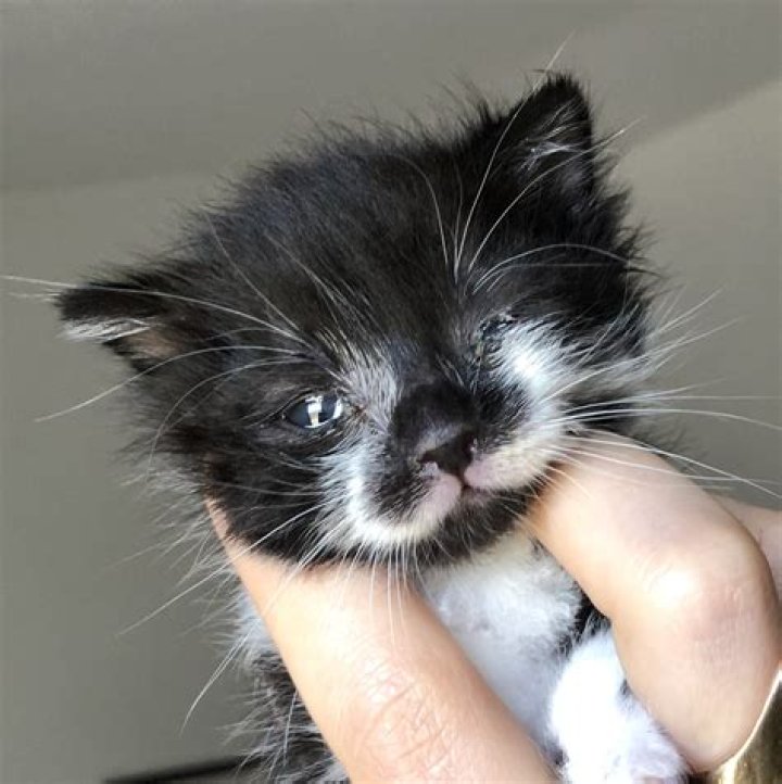 Is it normal for kittens to have eye discharge?