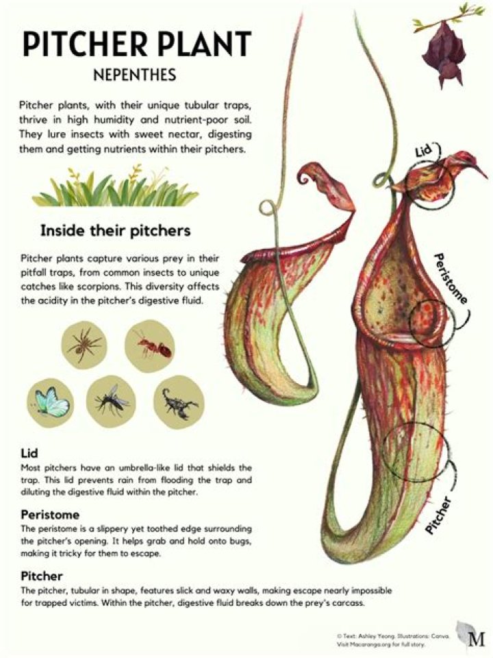 Is pitcher plant and Nepenthes same?