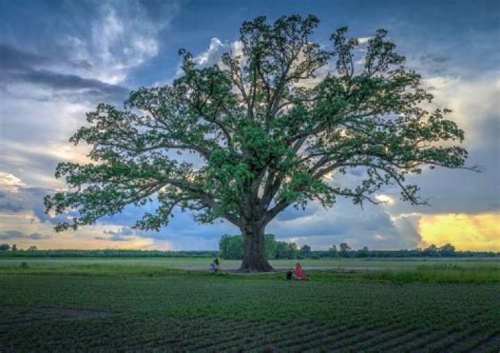 Is red oak A good tree?