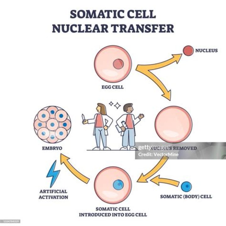 Is somatic cell nuclear transfer ethical?