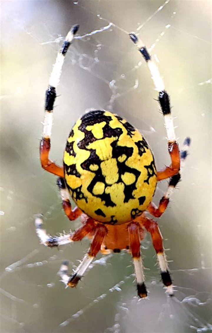 Is the Araneus Marmoreus spider poisonous?