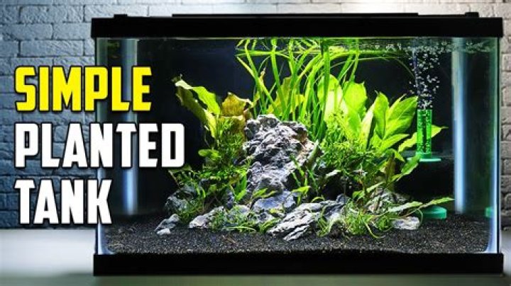 Should you have a bubbler in a planted tank?