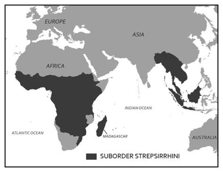 What are 2 differences between Strepsirrhines and haplorhines?