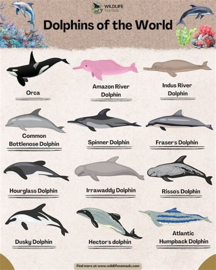 What are 3 interesting facts about dolphins?