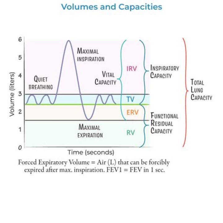 What are normal lung volumes?