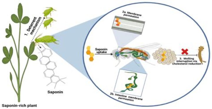What are plant saponins?