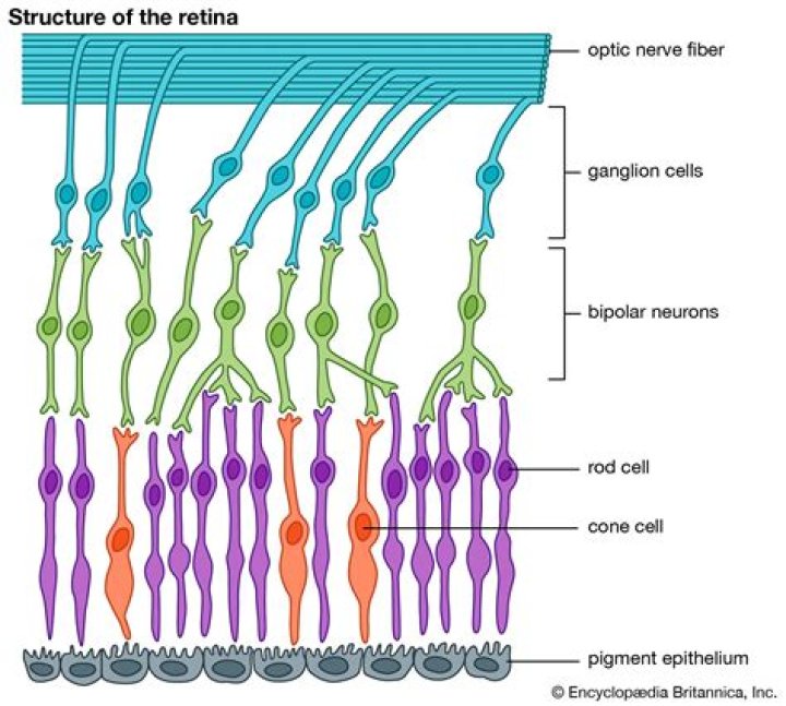 What are rod cells?