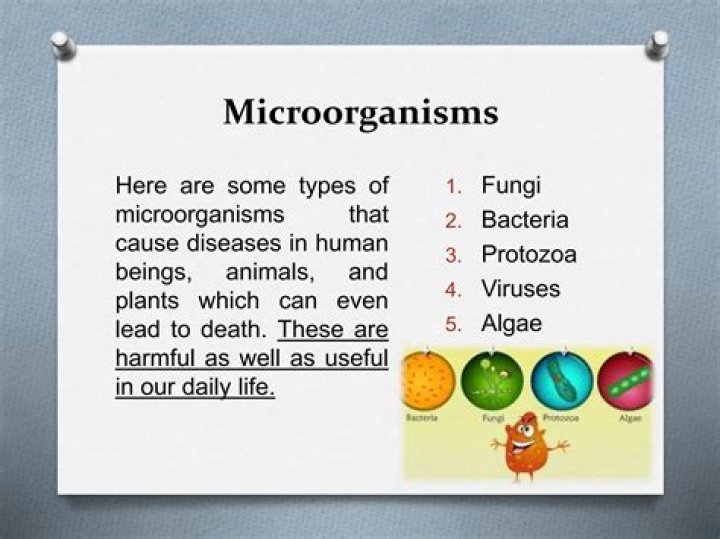 What are the 10 useful microorganisms?