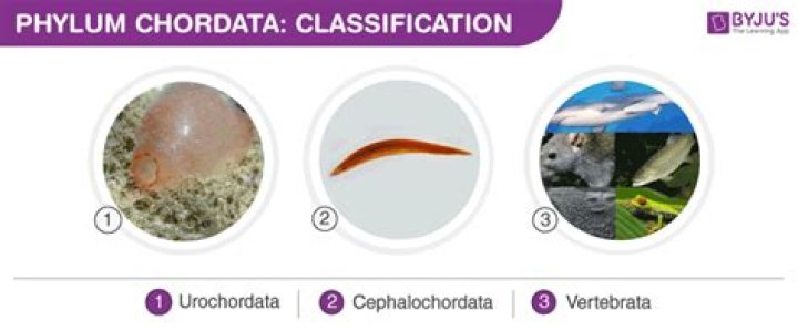 What are the 3 Subphyla of Chordata?