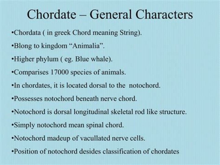 What are the 5 characteristics of chordates?