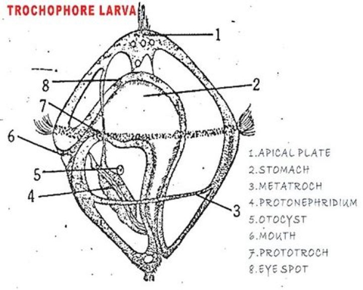 What are the characteristics of a trochophore?