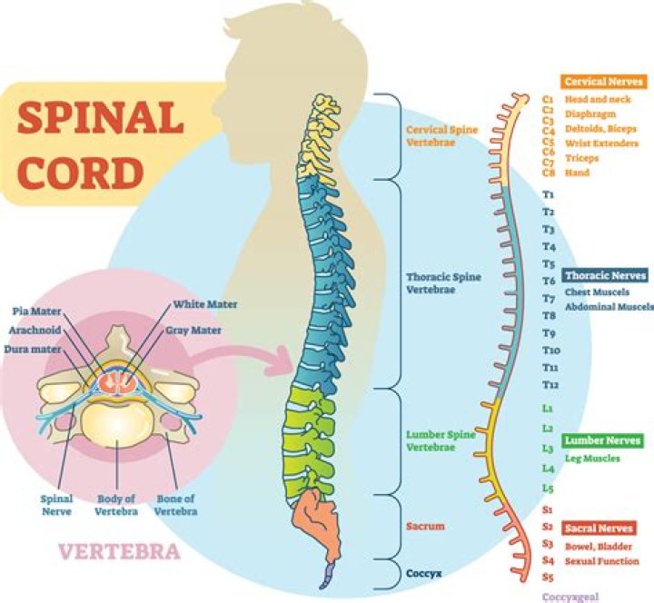 What are the major structures and functions of the spinal cord?