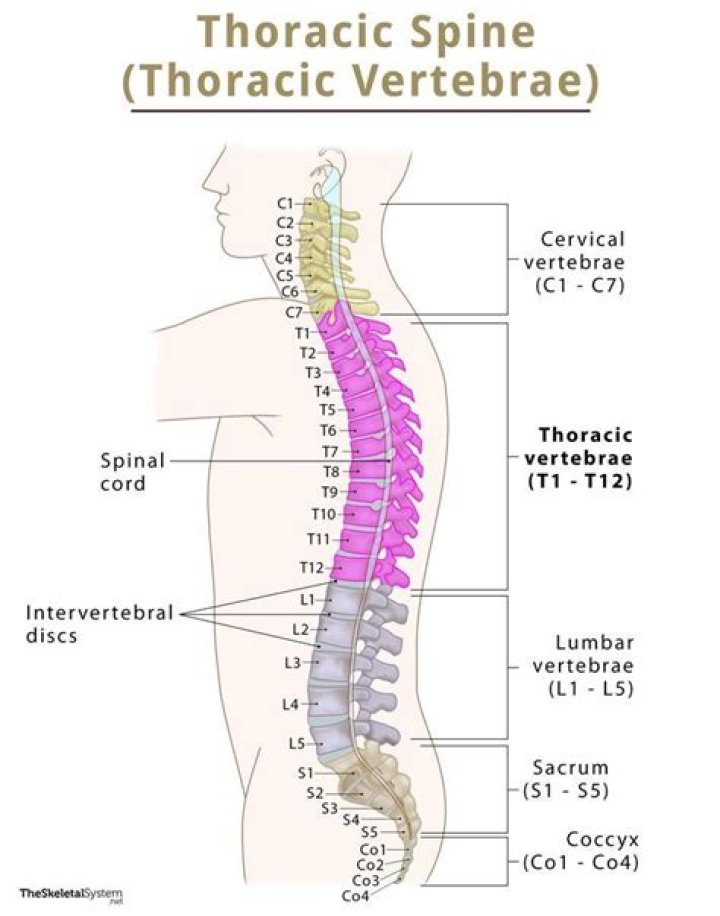 What are the names of the 12 thoracic vertebrae?