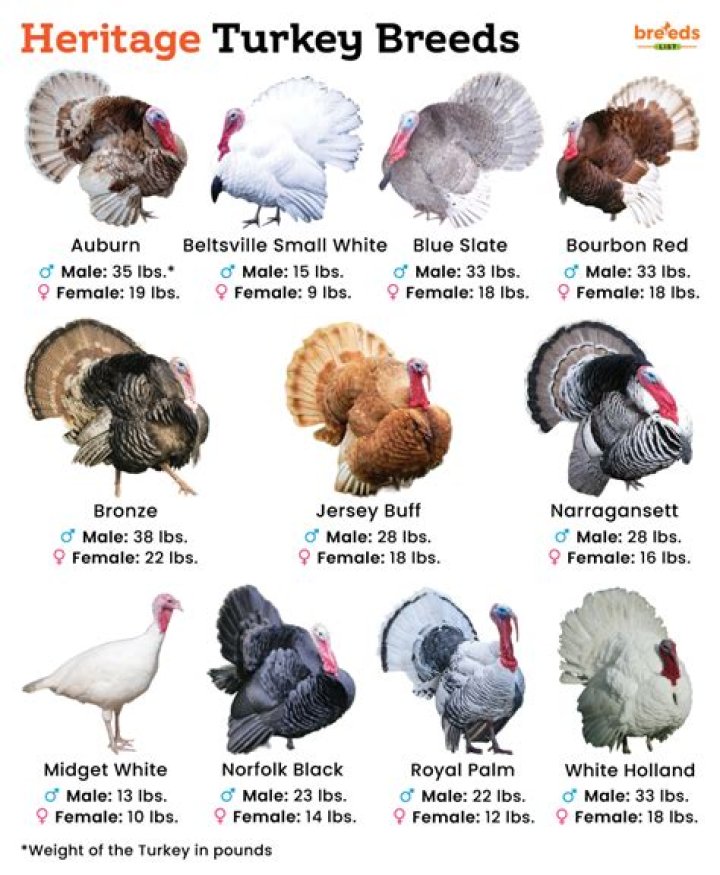 What are the names of turkeys?