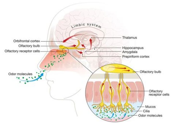 What are the sensory receptors for smell?