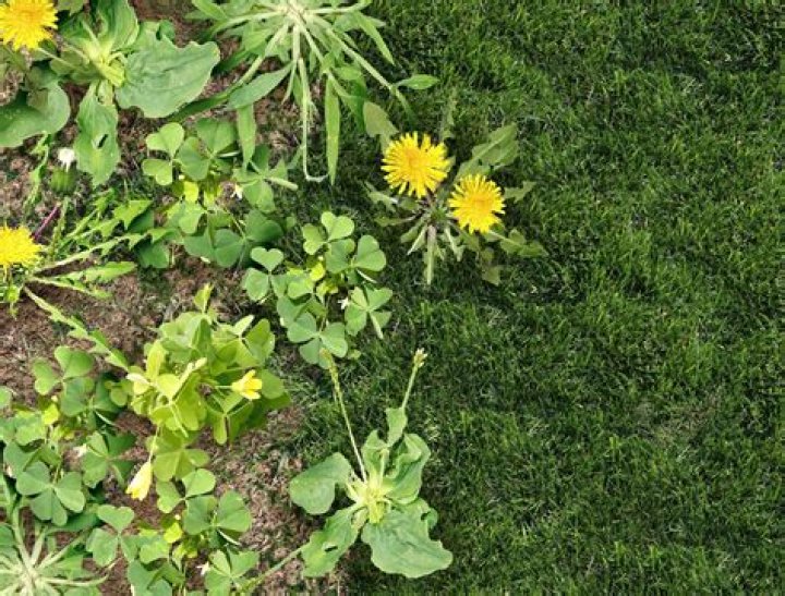 What are the tall weeds in grass?