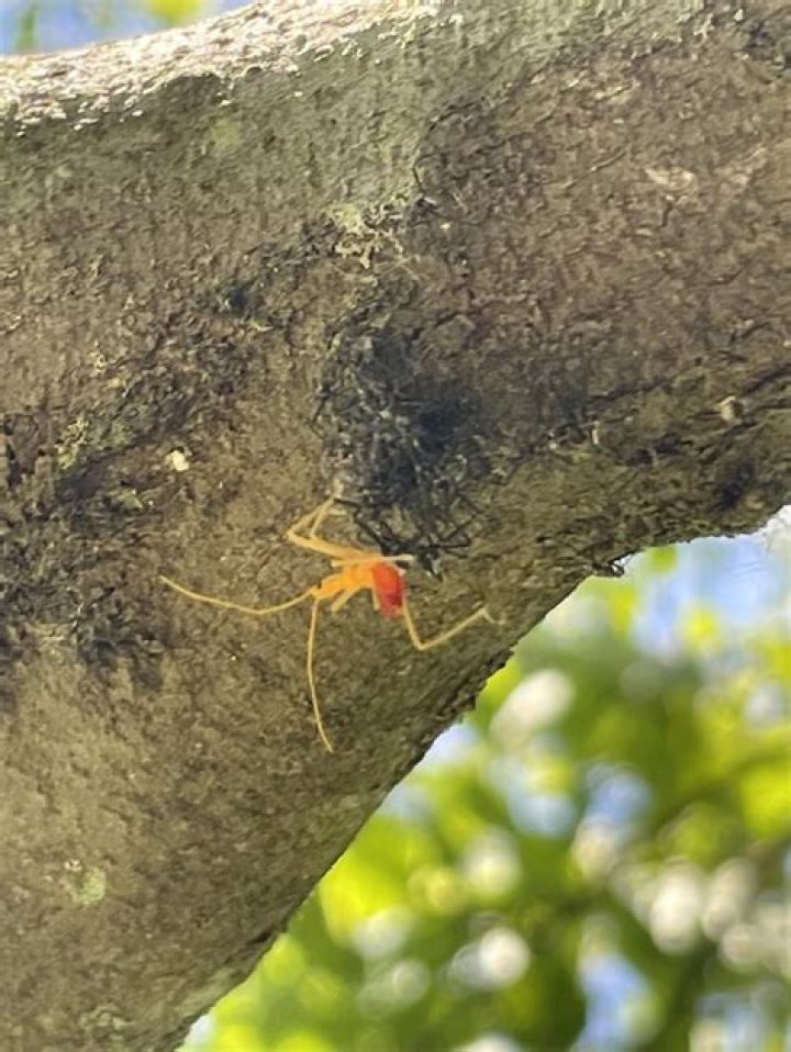 What are these bugs on my tree?