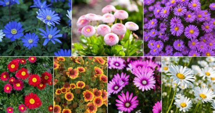 What can I plant next to Shasta daisies?