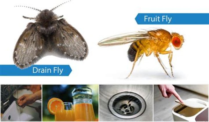 What causes little fruit flies in house?