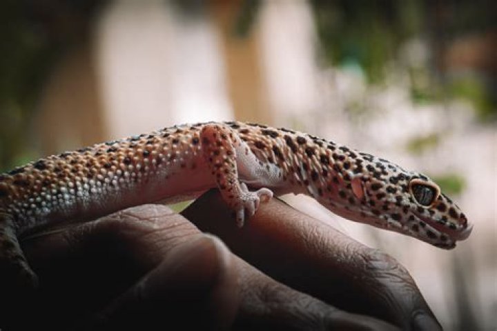 What causes MBD in reptiles?