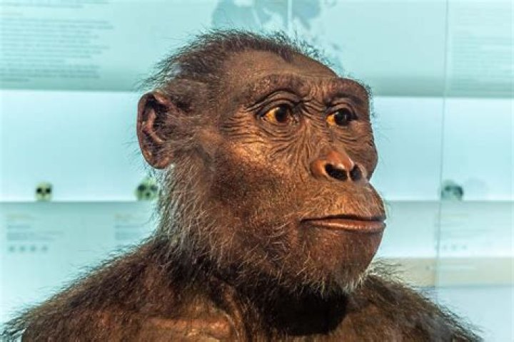 What did the Australopithecus look like?
