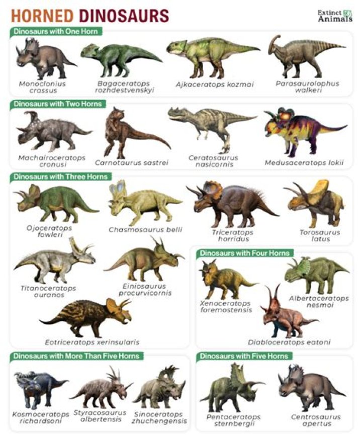 What dinosaur has 4 horns?