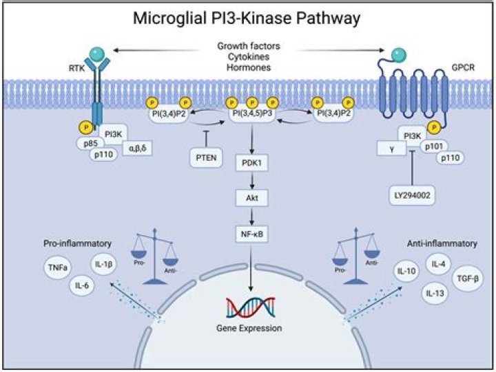What directly activates PKC?