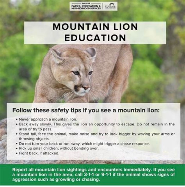 What do you do if you see a mountain lion in your yard?