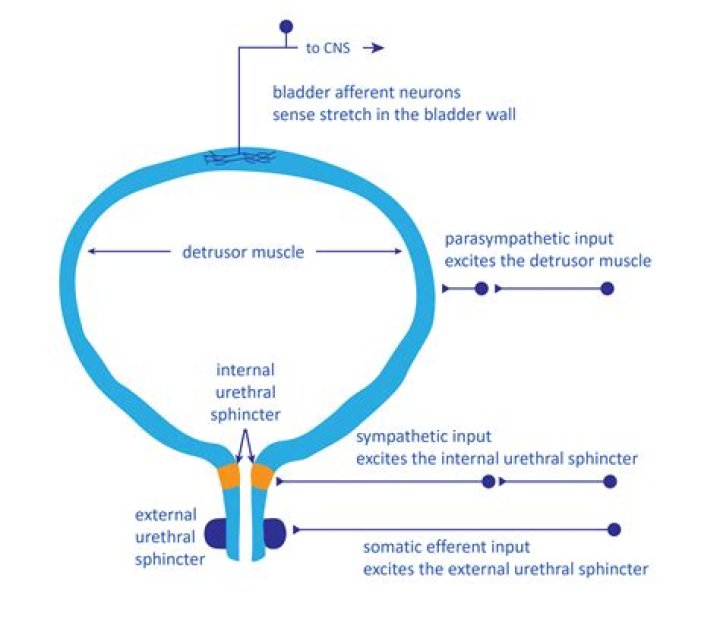 What does bladder training involve?