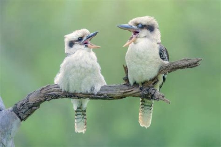 What does it mean when kookaburras laugh?