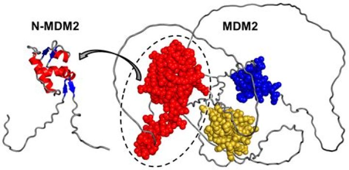 What does MDM2 positive mean?