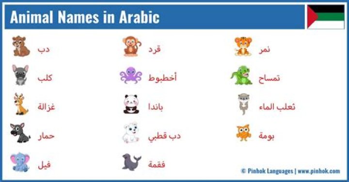 What does naira mean in Arabic?