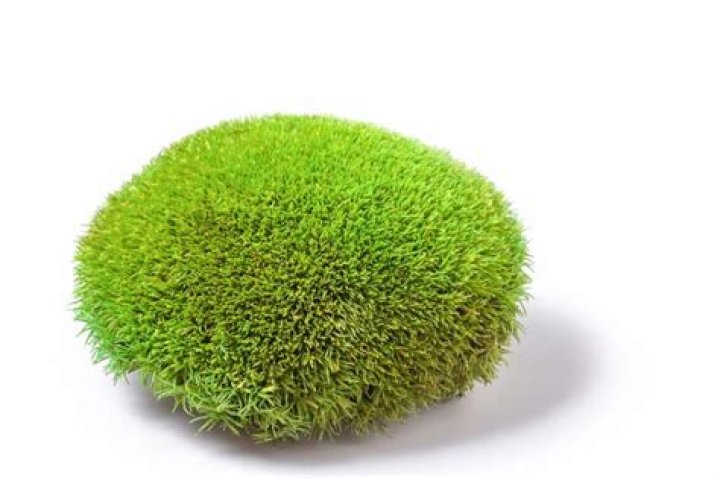 What does pincushion moss do?
