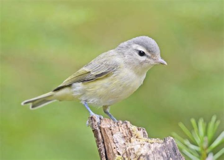 What does warbling vireo sound like?