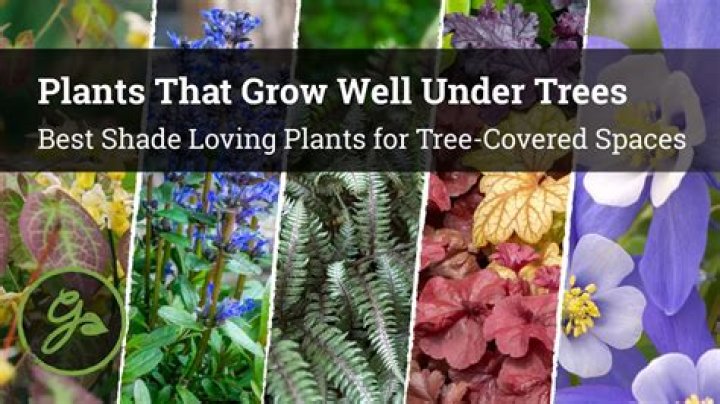 What grows well under holly trees?