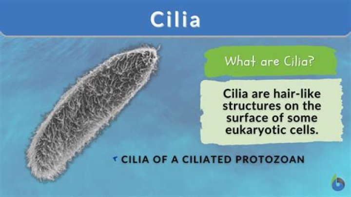 What is a cilia in a cell?