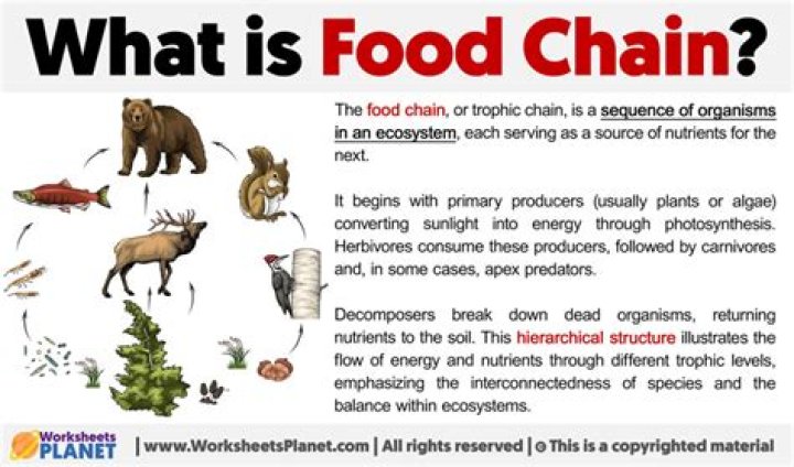 What is a food chain for ks2?