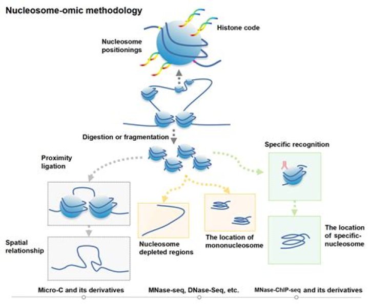 What is a nuclease enzyme?