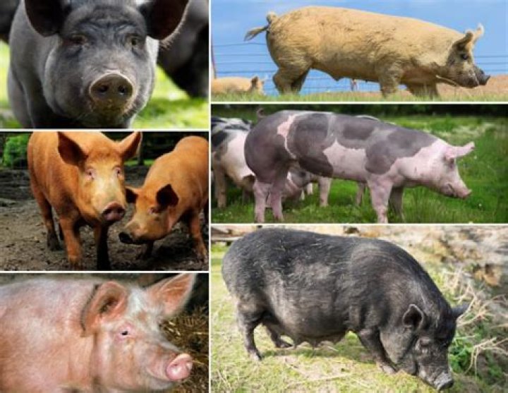 What is a suis in pigs?