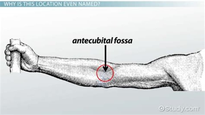What is antecubital space?