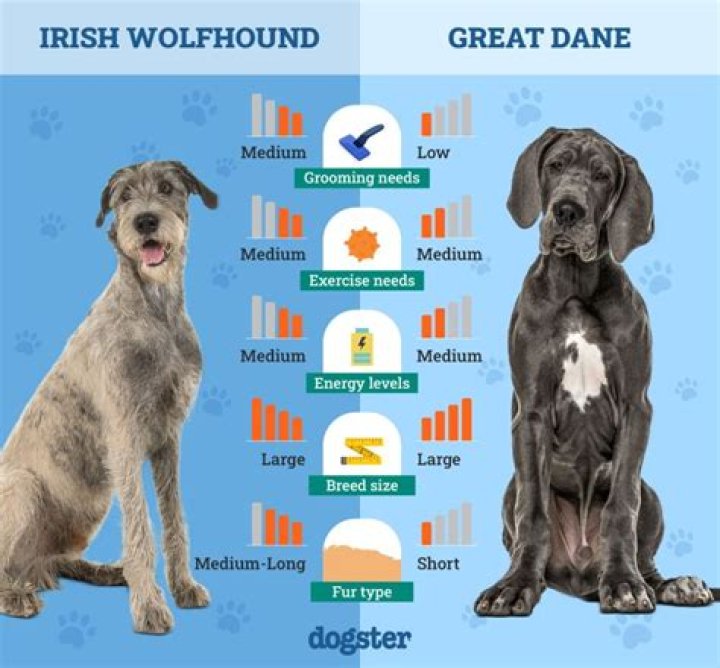 What is bigger Great Dane or wolf?