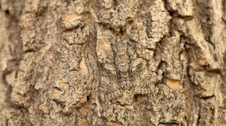 What is camouflage quizlet?