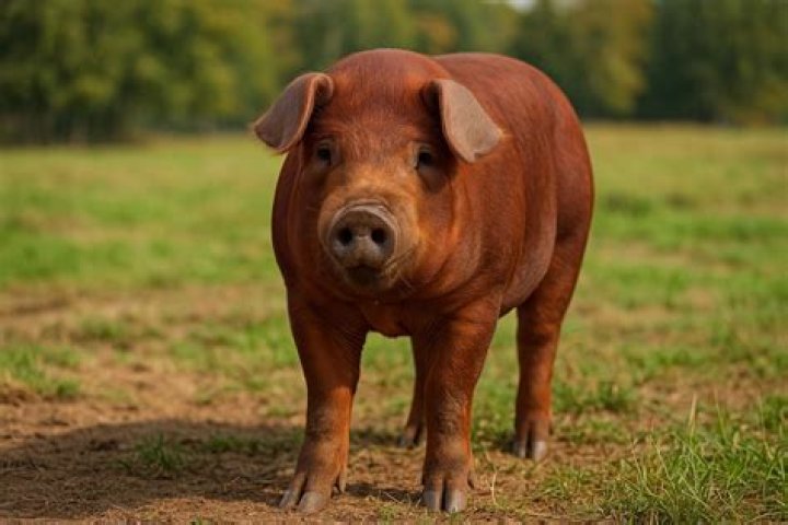 What is Danish for pig?