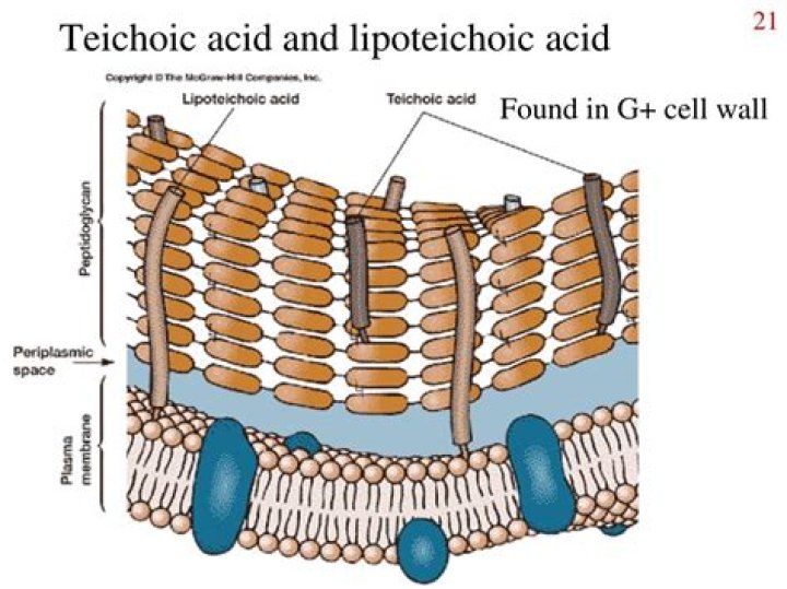 What is difference between Teichoic and Lipoteichoic acid?