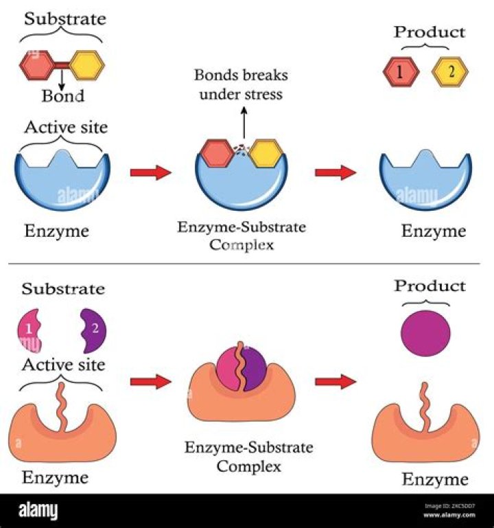 What is enzyme complex in DNA replication?