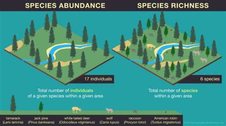 What is margalef species richness index?